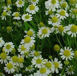 Chamomile, German