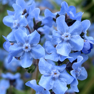 Forget-Me-Not, Chinese – Nichols Garden Nursery