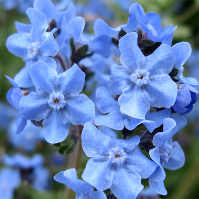 Chinese Forget Me Not Seeds, Cynoglossum Amabile