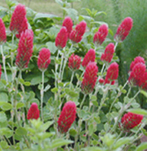 Crimson Clover