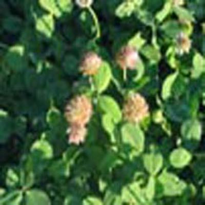 Clover, Strawberry – Nichols Garden Nursery