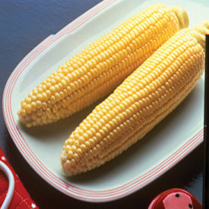 Bodacious Hybrid Corn