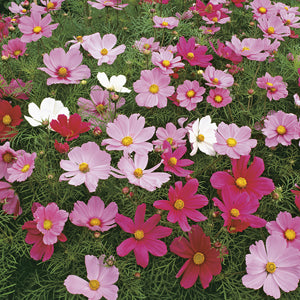 50 Graines Cosmos 'Dwarf Sensation' - Cosmos Bipinnatus Nain - Fleurs Roses, Rouges, Blanches - Idéal Balcons, Petits Jardins - Le Grenier D'Abondance - 9