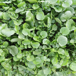 Land Cress