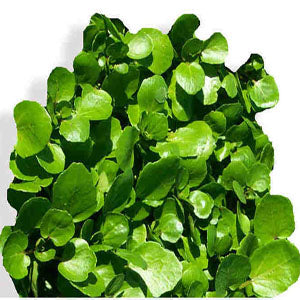 Water Cress – Nichols Garden Nursery