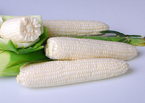 white corn seeds for planting Argent Corn – Nichols Garden Nursery