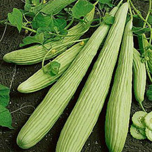 Yard Long Armenian Cucumber