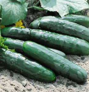Market More 76 Cucumber