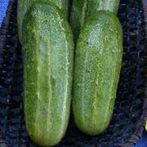 SMR Cucumber