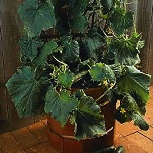 cucumber succulent Spacemaster Cucumber – Nichols Garden Nursery