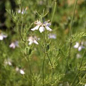 cumin seeds plant images Cumin, Black