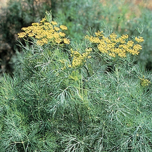 Fernleaf Dill