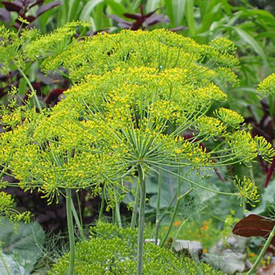 Dill, Mammoth Long Island