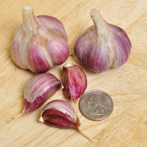 Duganski Garlic, purple skinned large cloves