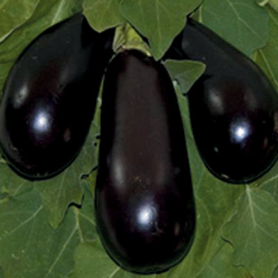 Nadia Eggplant