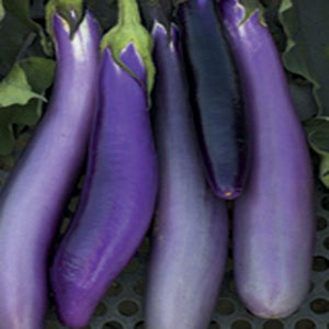 Ping Tung Long Eggplant