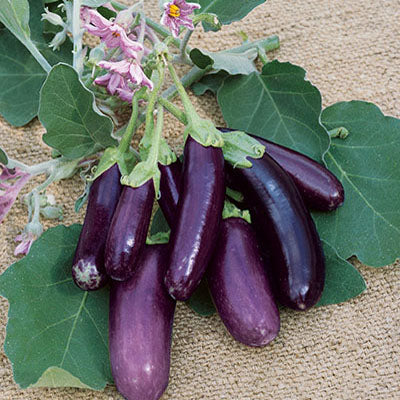 Purple Fingerling Eggplant