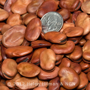 Fava Bean Broad Windsor Type