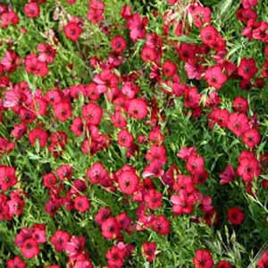 scarlet flax flower seeds Red Flax