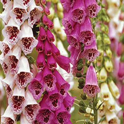 Giant Spotted Foxglove