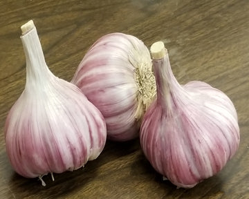 Deerfield Purple Stripe Garlic SHIPS IN EARLY SEPTEMBER