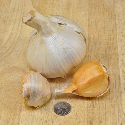 Elephant Garlic