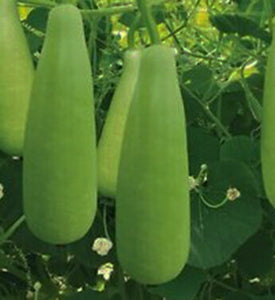 Tao Yao Edible Gourd 