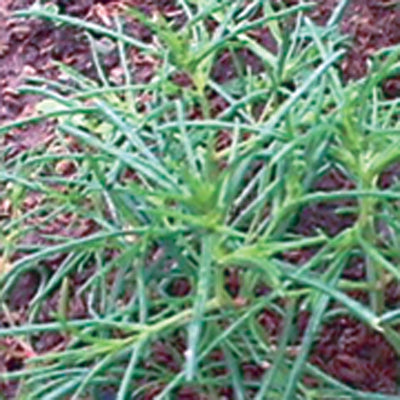 seaweed like succulent Agretti