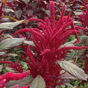 Burgundy Amaranth ORGANIC