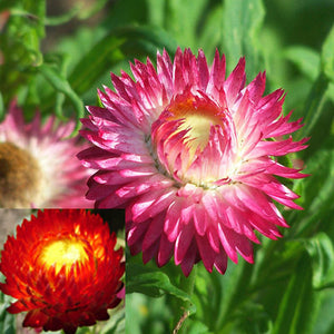 Strawflower, Helichrysum 'Monstrosum' – Nichols Garden Nursery