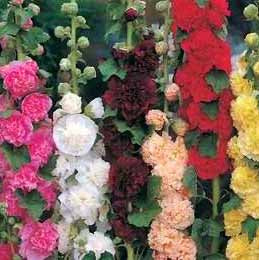 Hollyhocks Summer Carnival