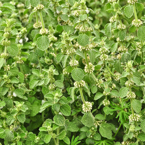 Horehound