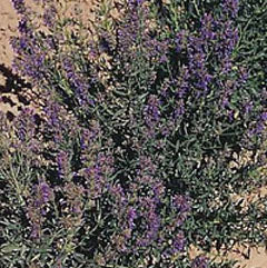 Hyssop