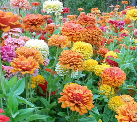 Jim Baggett's Choice Zinnia. Large blooms with colors ranging from pink to orange and red. photo copyright: Wild Garden Seed