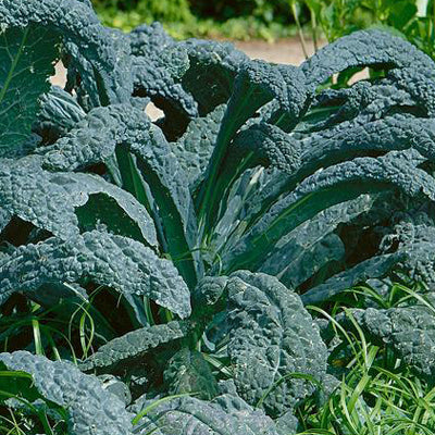 list of tropical succulents Tuscan Kale