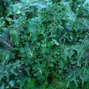 Wild Garden Kale Mix Organic