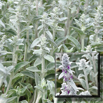 Lambs Ear