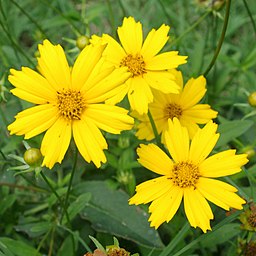 Yellow Coreopsis Flowers (PK2Morgan, CC BY-SA 4.0 <https://creativecommons.org/licenses/by-sa/4.0>, via Wikimedia Commons)