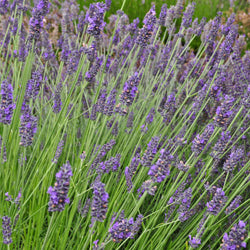 Lavender English