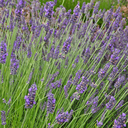 large english lavender plants Lavender English