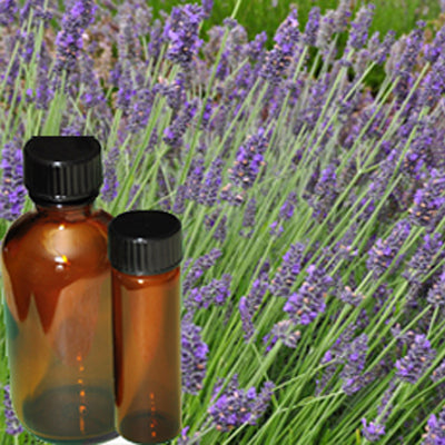 lavender oil from plant Oil Lavender