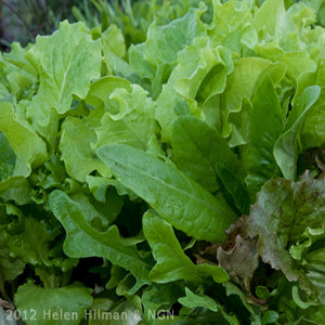 Lettuce Alone Salad Blend