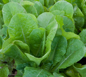 Buttercrunch Lettuce