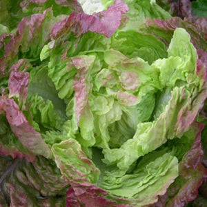 Carmona Red Lettuce OUT OF STOCK