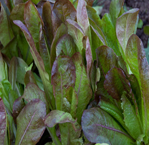 Cimarron Red Romaine Lettuce