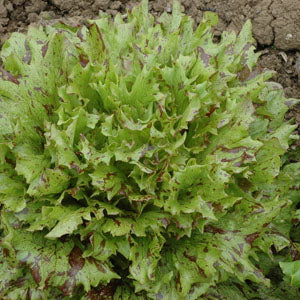 Jester Leaf Lettuce Organic