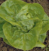 Kweik Lettuce Organic
