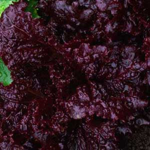 Merlot Lettuce Organic