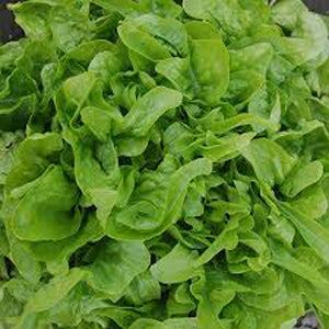 Oak Leaf Lettuce