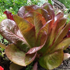 Rouge d'Hiver Lettuce Organic